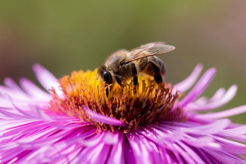 花上的蜜蜂摄影