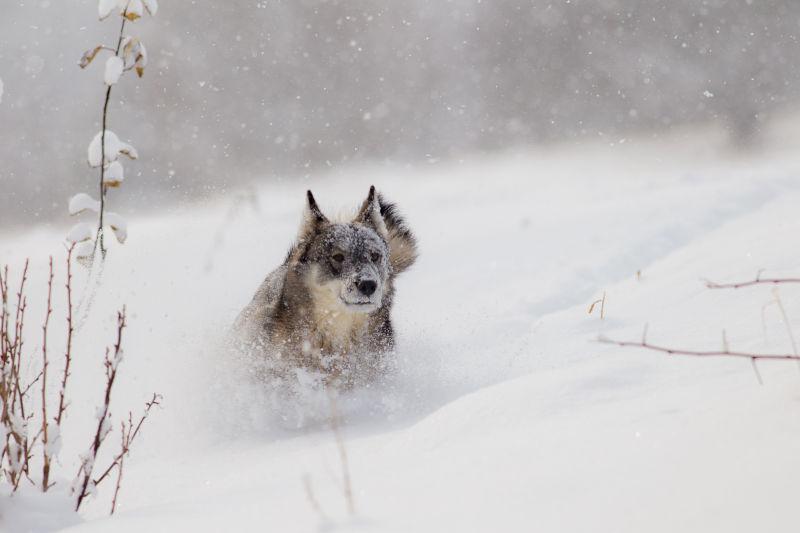 狗在雪中奔跑的自然摄影