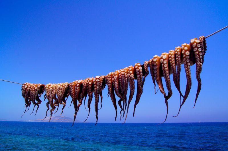 绳索干燥章鱼