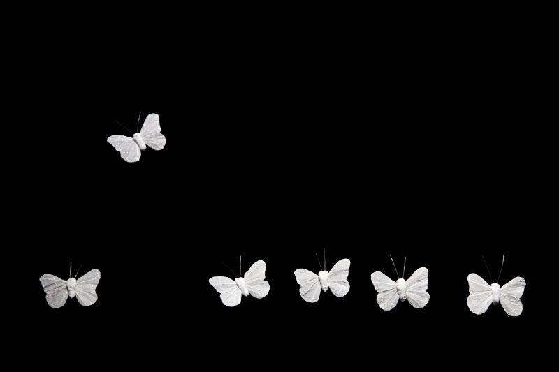 黑色空间里的白色蝴蝶