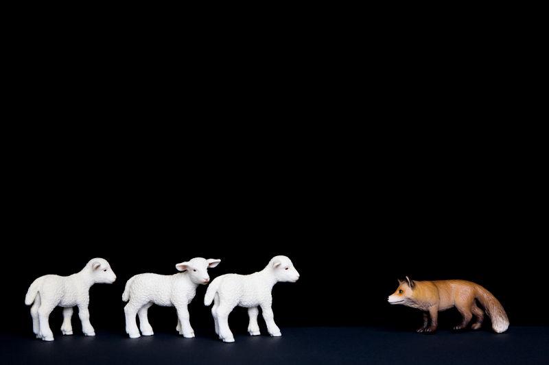 狐狸和三只白色羊羔