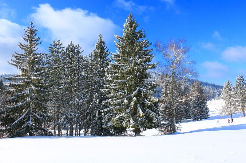 蓝天白云下冬日里覆盖着雪的松树林