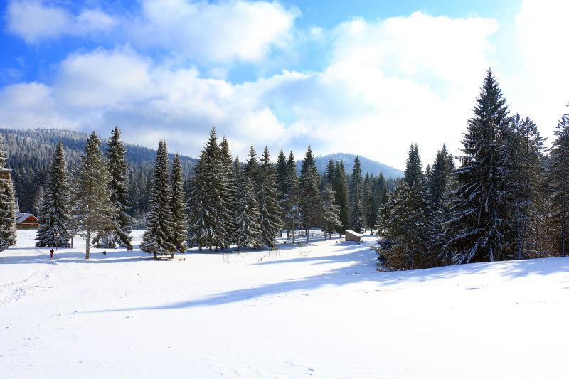 蓝天白云下的冬日里的覆盖着雪的国家公园里的松树