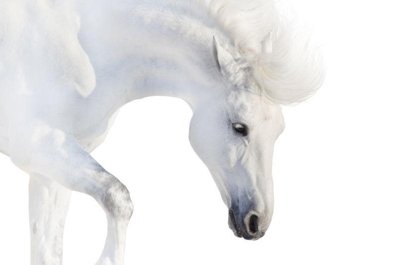 白色背景中优雅的纯种白马