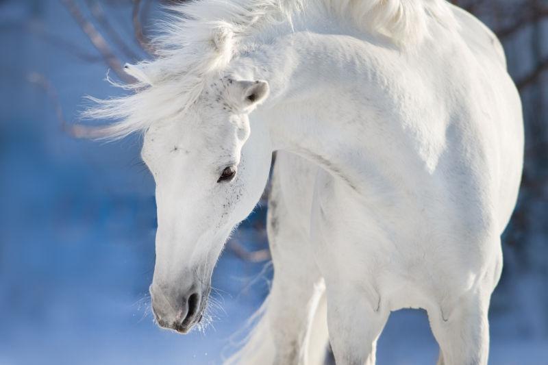 冬日背景中的白色骏马