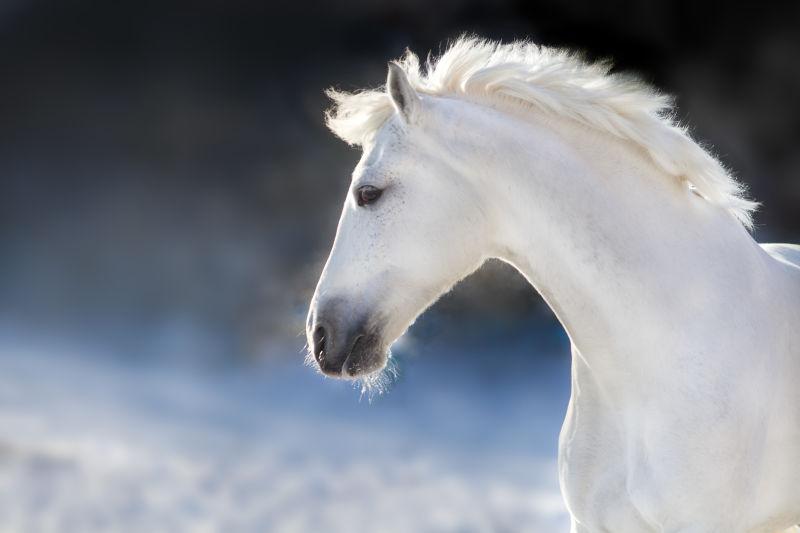 深色背景中运动的长鬃白马