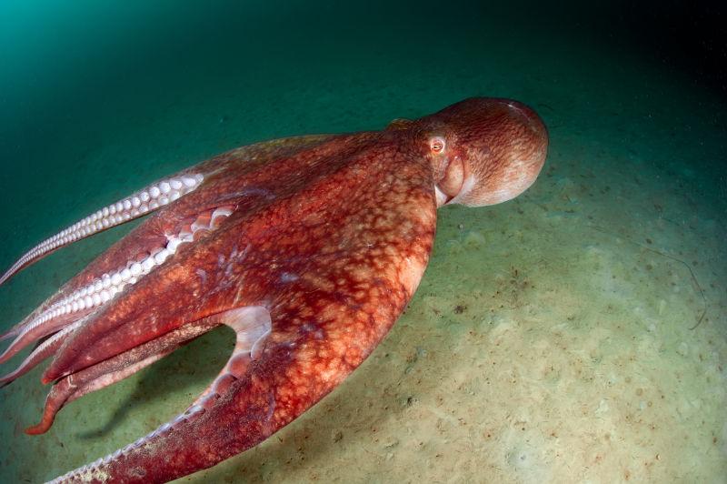 海底里飞行的巨型章鱼