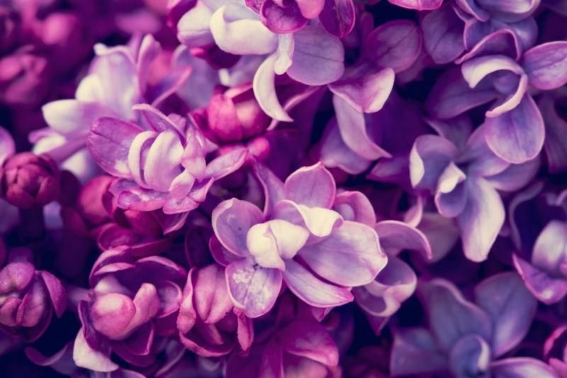 紫色丁香花卉