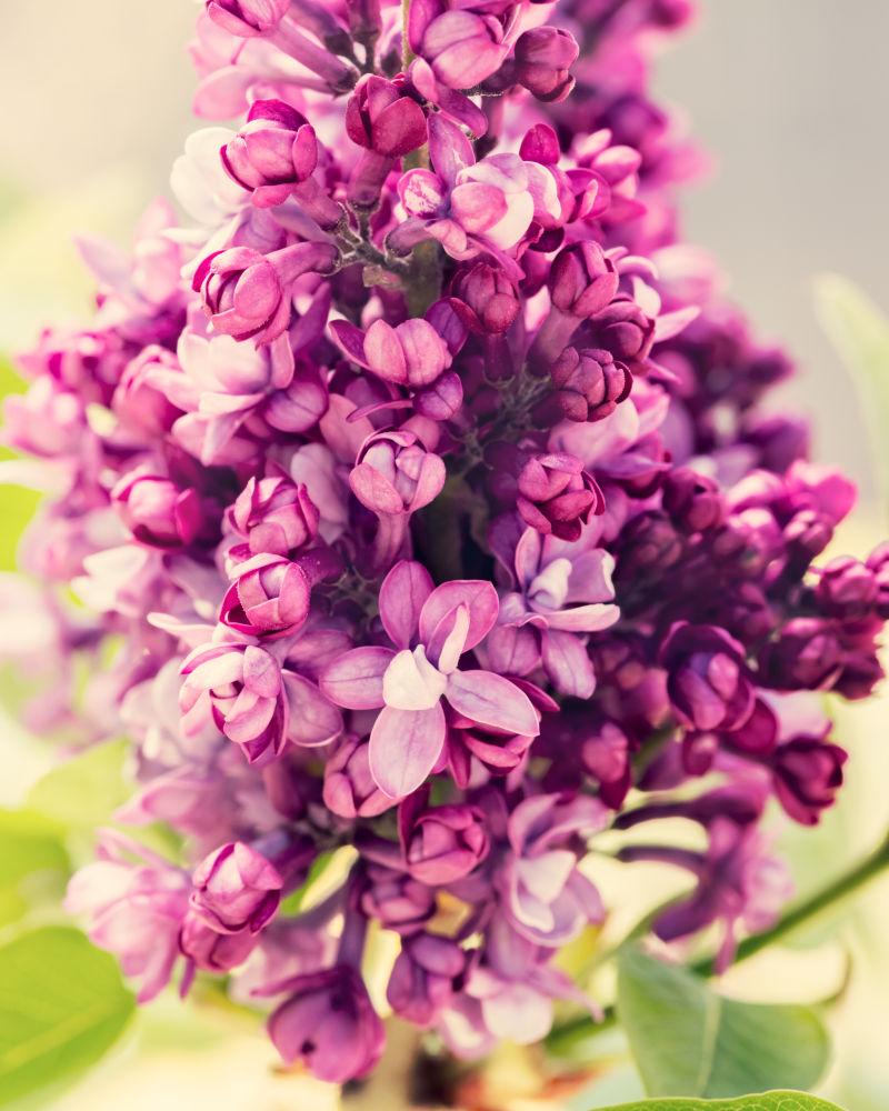 一束美丽的紫色丁香花