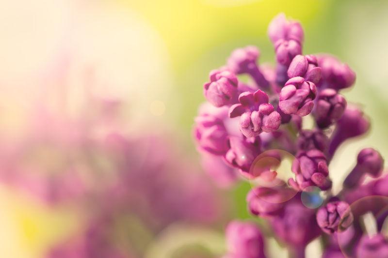 一朵紫色丁香花