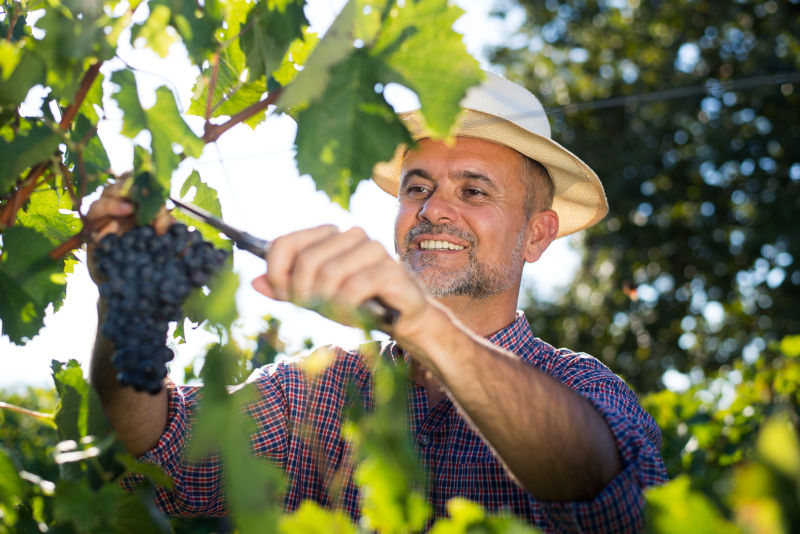 葡萄园采摘成熟葡萄的中年工人