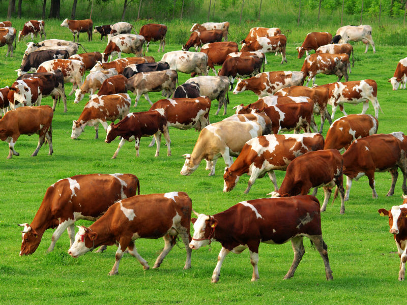 绿色草原上的奶牛