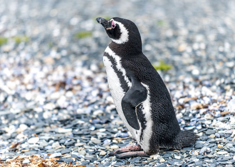站在石子上的一只麦哲伦企鹅