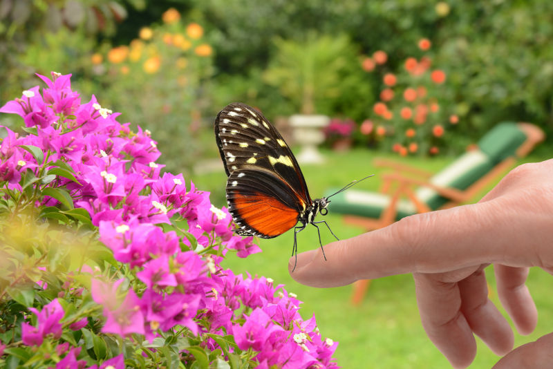花园里的鲜花和停在手指上的蝴蝶