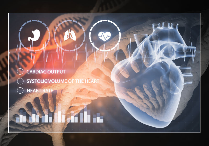 三维绘制的心脏DNA研究的概念