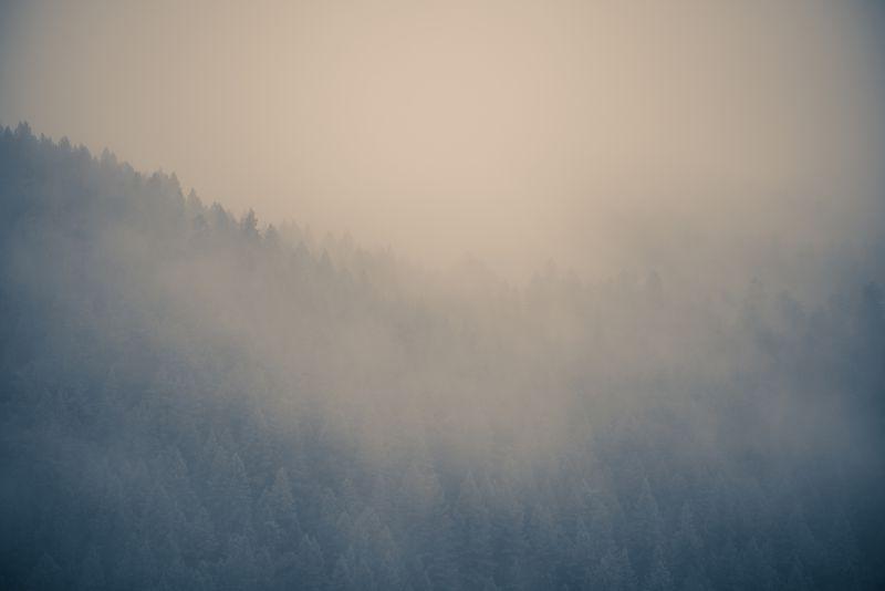 雾蒙蒙的森林背景