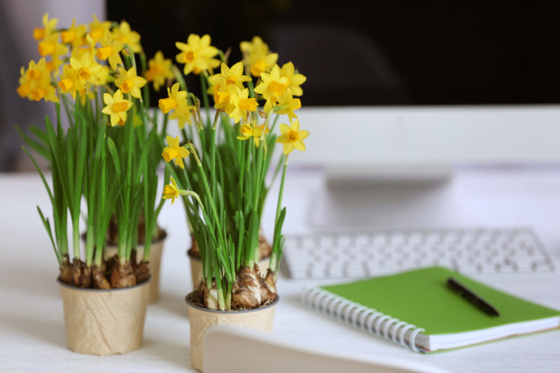 办公桌上盛开的黄水仙盆栽