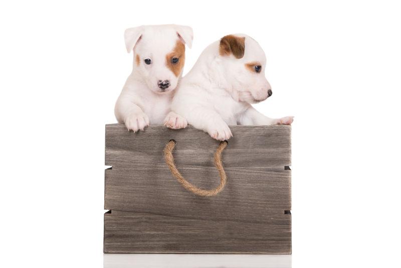 趴在木板上的两只小狗