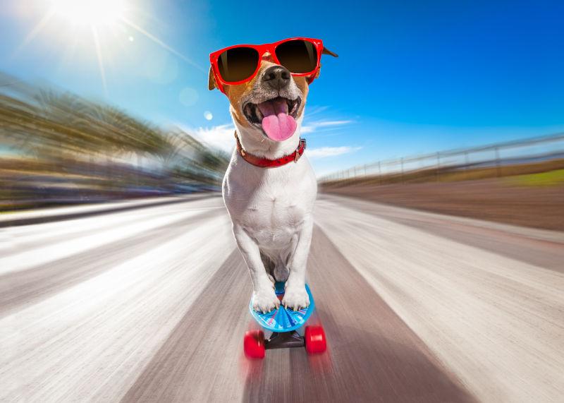 在公路上完滑板的狗狗