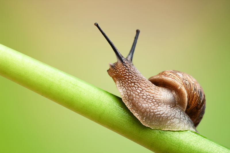 爬在植物上的蜗牛