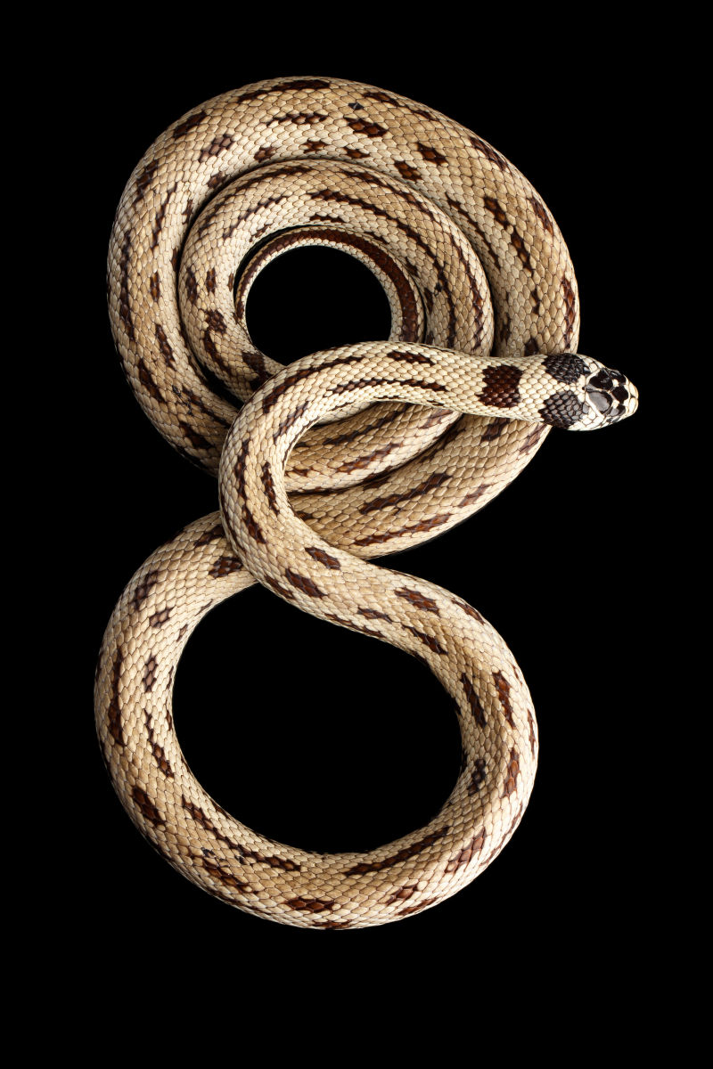 东方王蛇