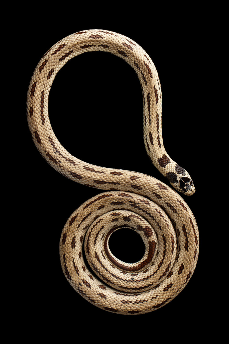 王蛇