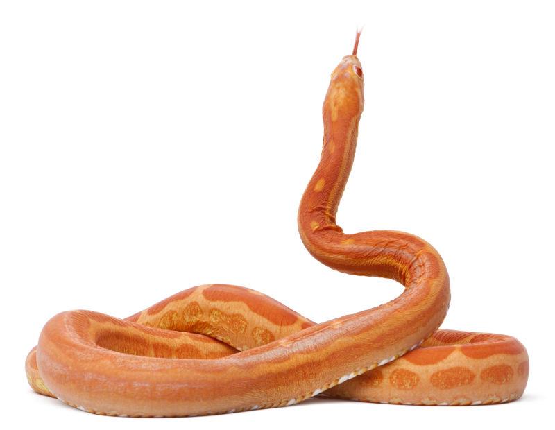 白色背景上的一条无鳞玉米蛇