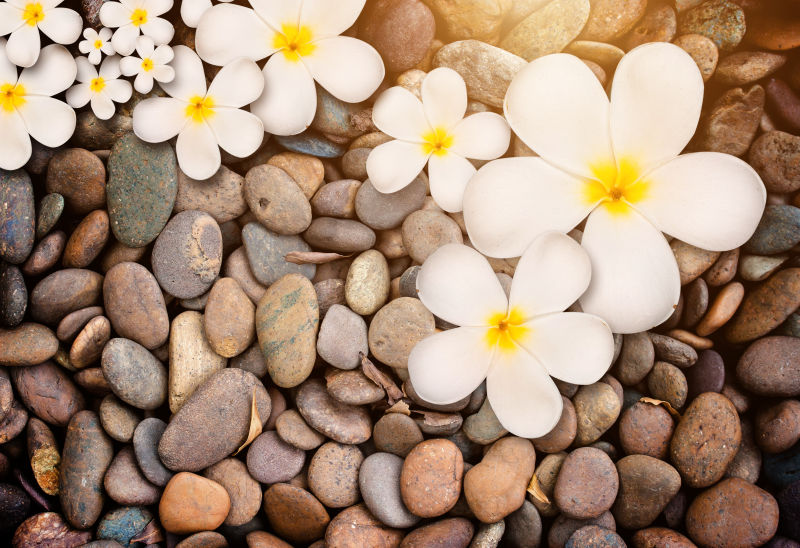 石头上的白色花朵