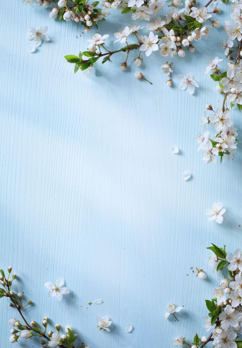 蓝色木板上的春天花朵