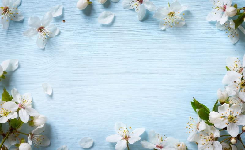 蓝色木板上的白色花朵