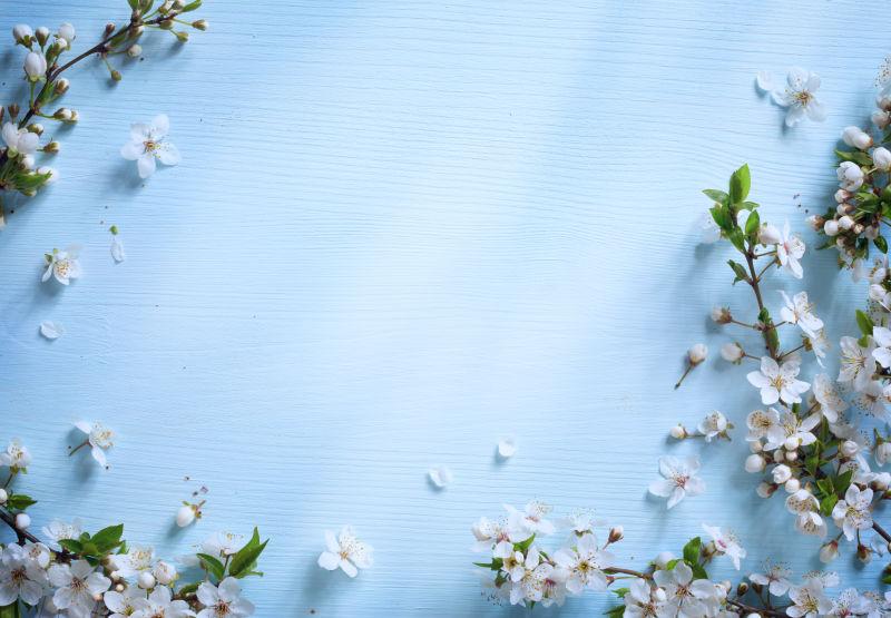 蓝色木板上的美丽花朵