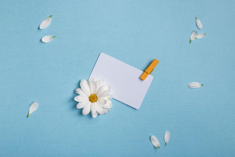 蓝色背景上的白色卡片和邹菊花朵