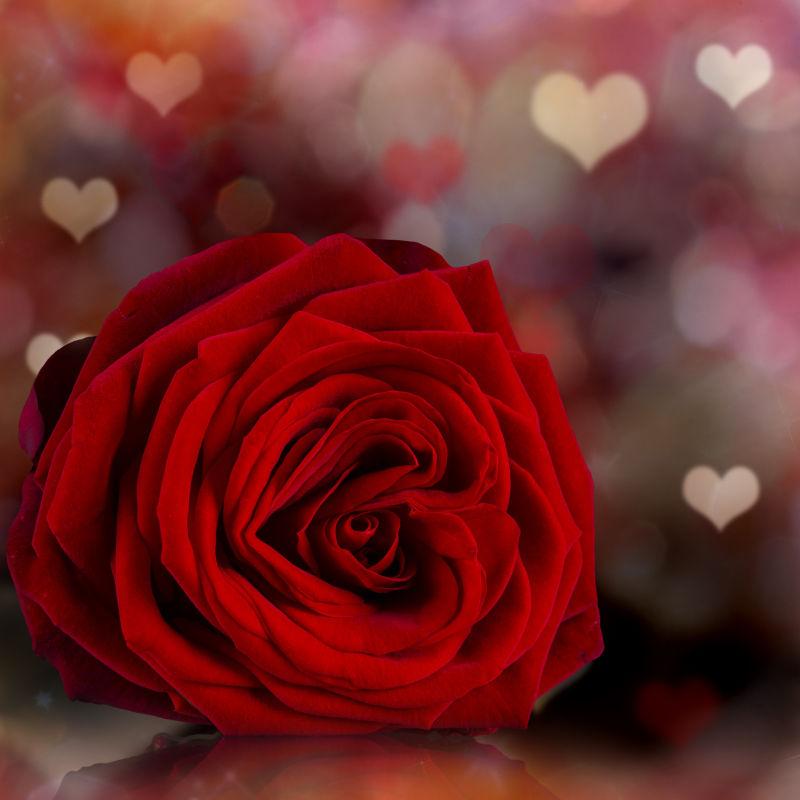 情人红玫瑰抽象背景壁纸