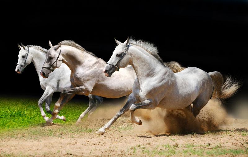 奔驰的三匹白色骏马