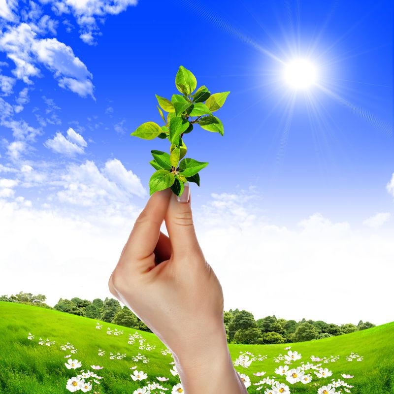 在阳光照射的草地上手指拿着植物的绿色生态概念