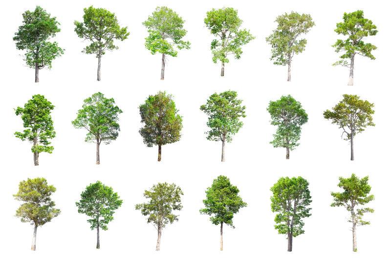 不同种类的树木集
