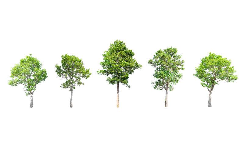 白色背景上不同种类的树木集
