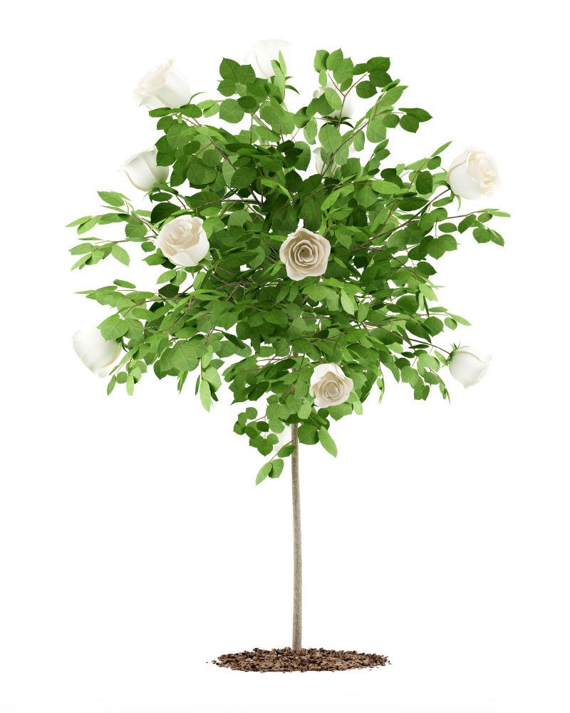 白玫瑰树植物