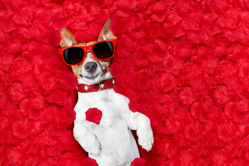 带着眼镜的狗狗躺在玫瑰花瓣上