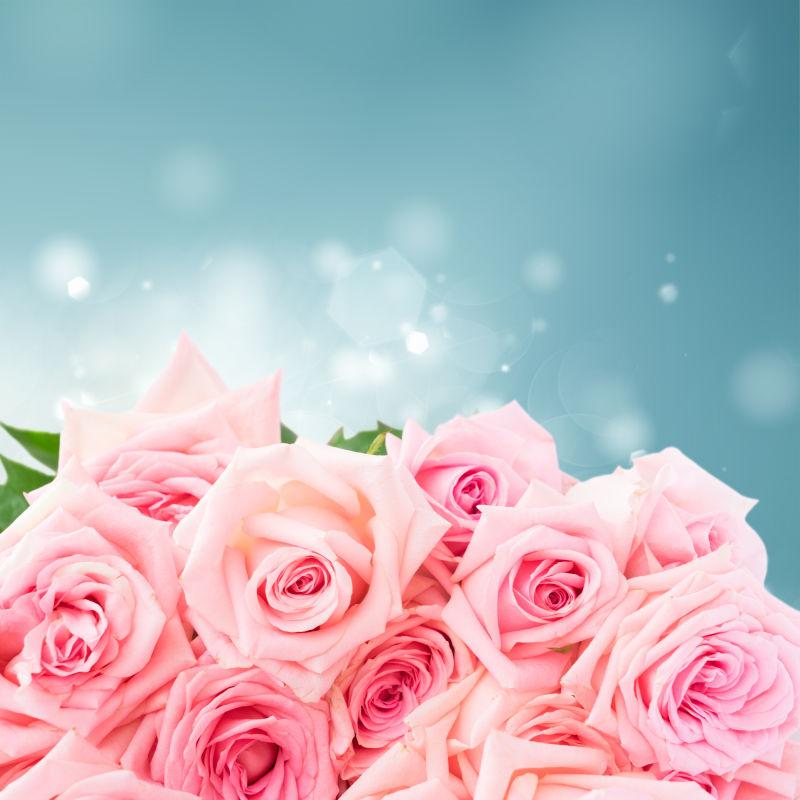 淡蓝色背景下的粉红色的玫瑰花