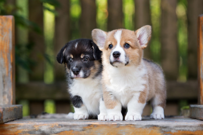 两只可爱的小狗站在一起