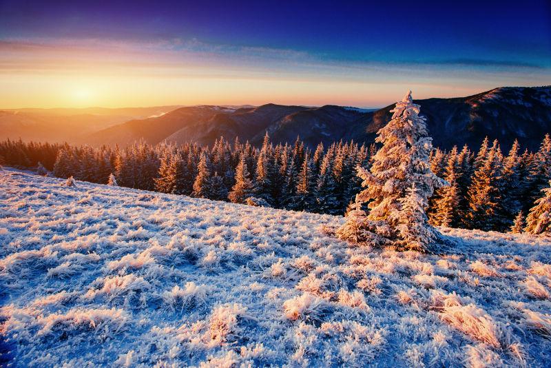 神奇的冬雪覆盖树