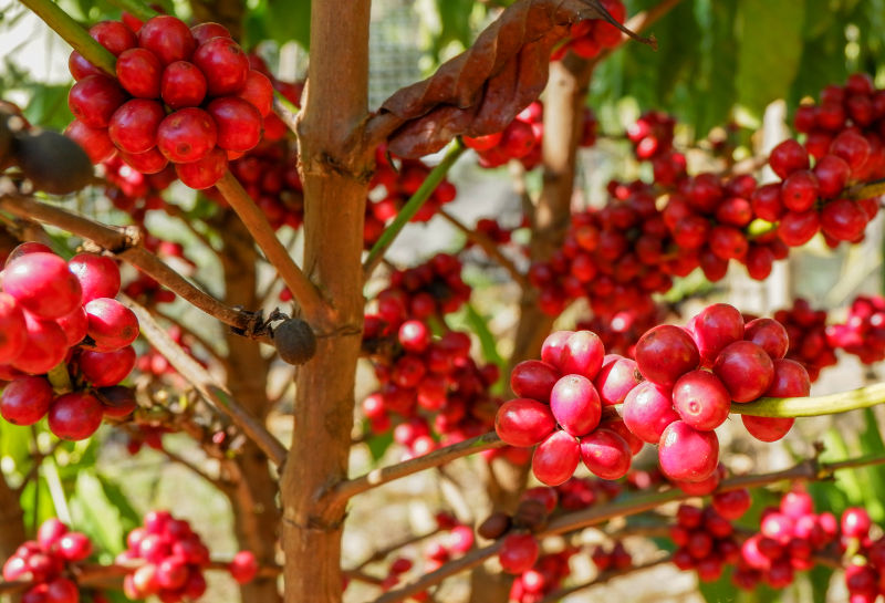 树上殷红的咖啡树果实