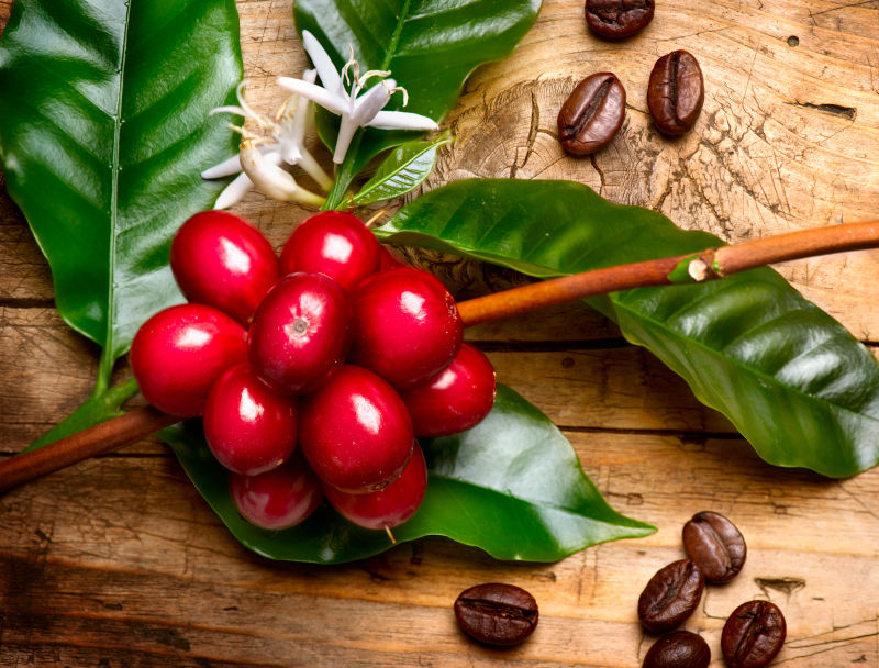 木板上的咖啡树果实与咖啡豆