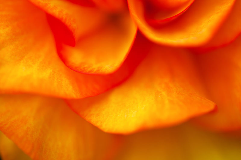 橙色花瓣纹理背景