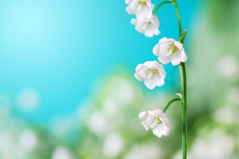铃兰白色花开