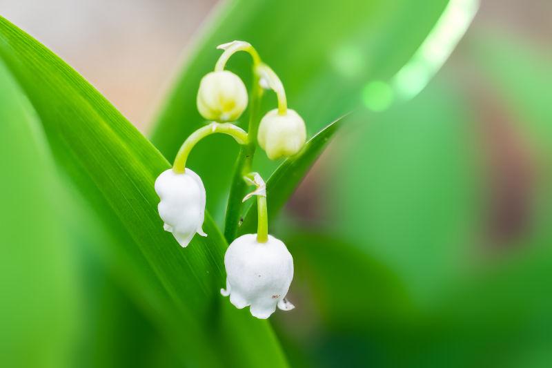 Lily of the Valley第一