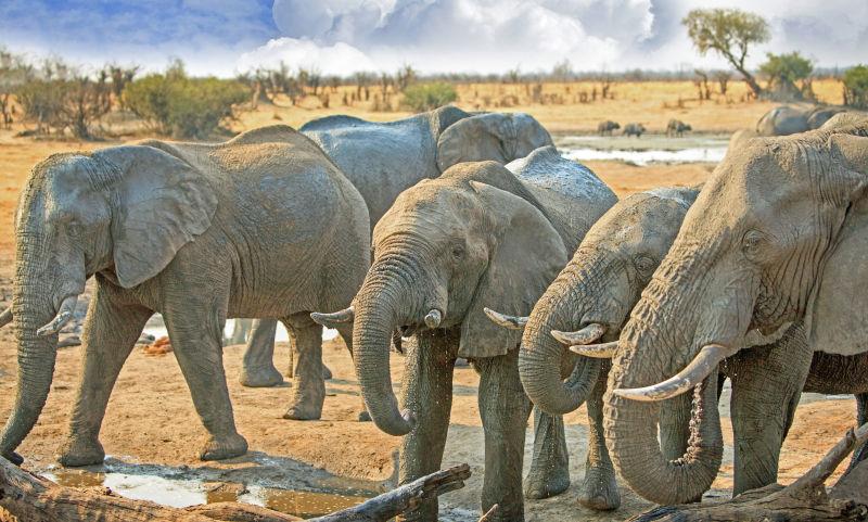 一群大象围着津巴布韦万盖的一个水坑