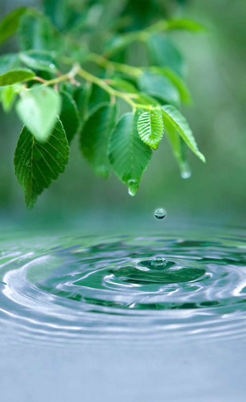 水滴和湿叶