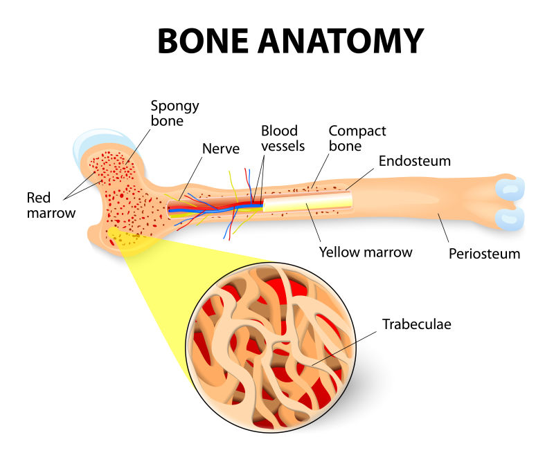 骨头结构示意图矢量设计